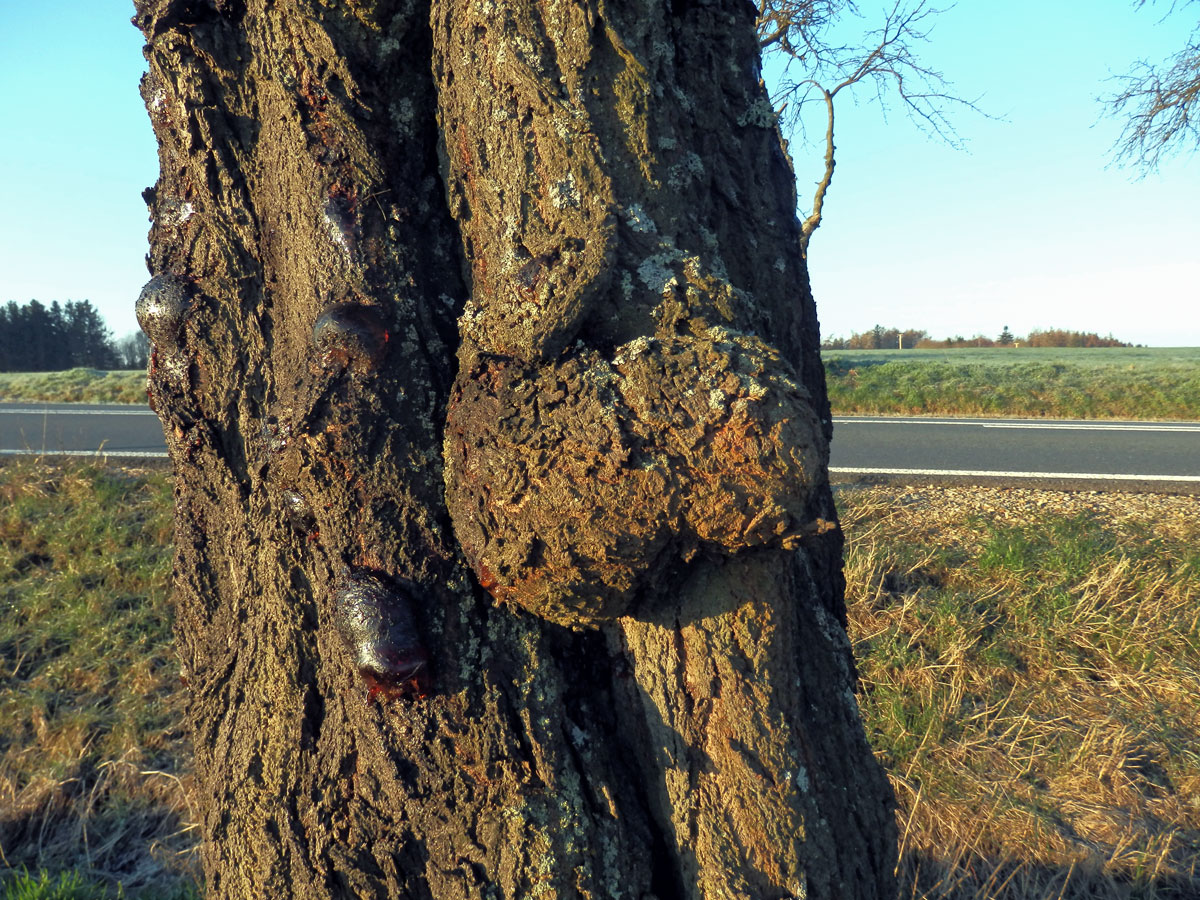 Třešeň ptačí (Prunus avium (L.) L.) (57) s nádorem na kmeni