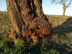 Třešeň ptačí (Prunus avium (L.) L.) (58) s nádorem na kmeni