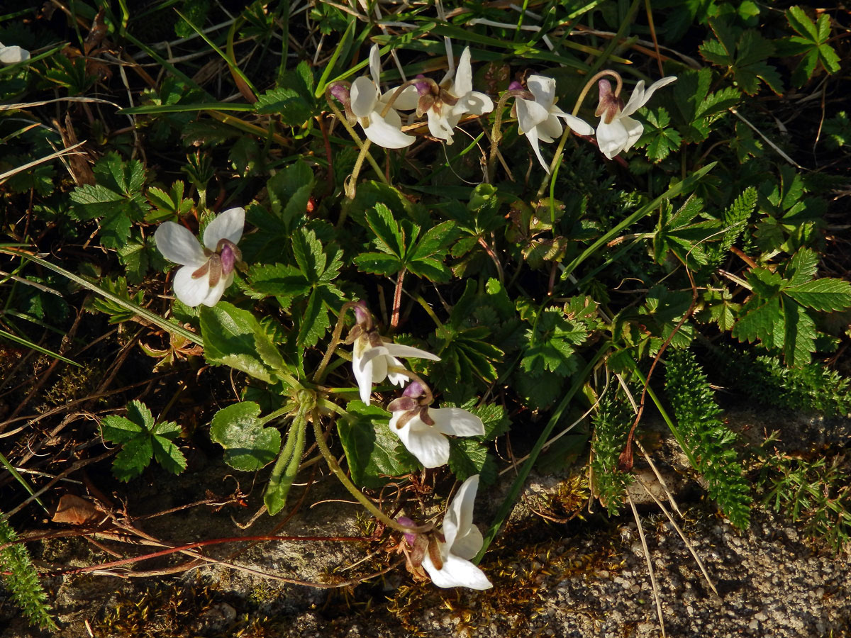 Violka vonná (Viola odorata L.) s bílými květy