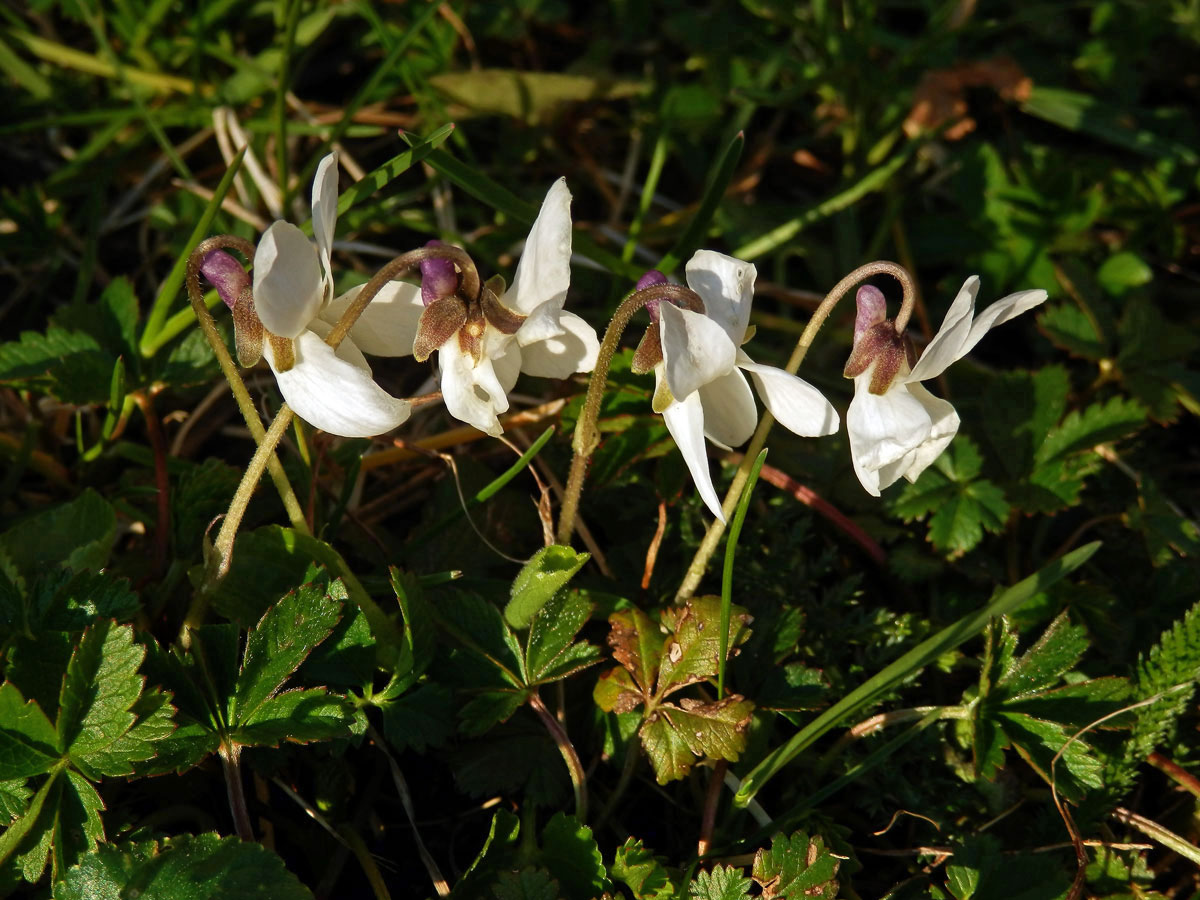 Violka vonná (Viola odorata L.) s bílými květy