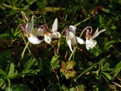 Violka vonná (Viola odorata L.) s bílými květy