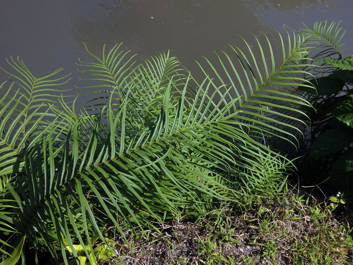 Křídelnice (Pteris vittata L.)