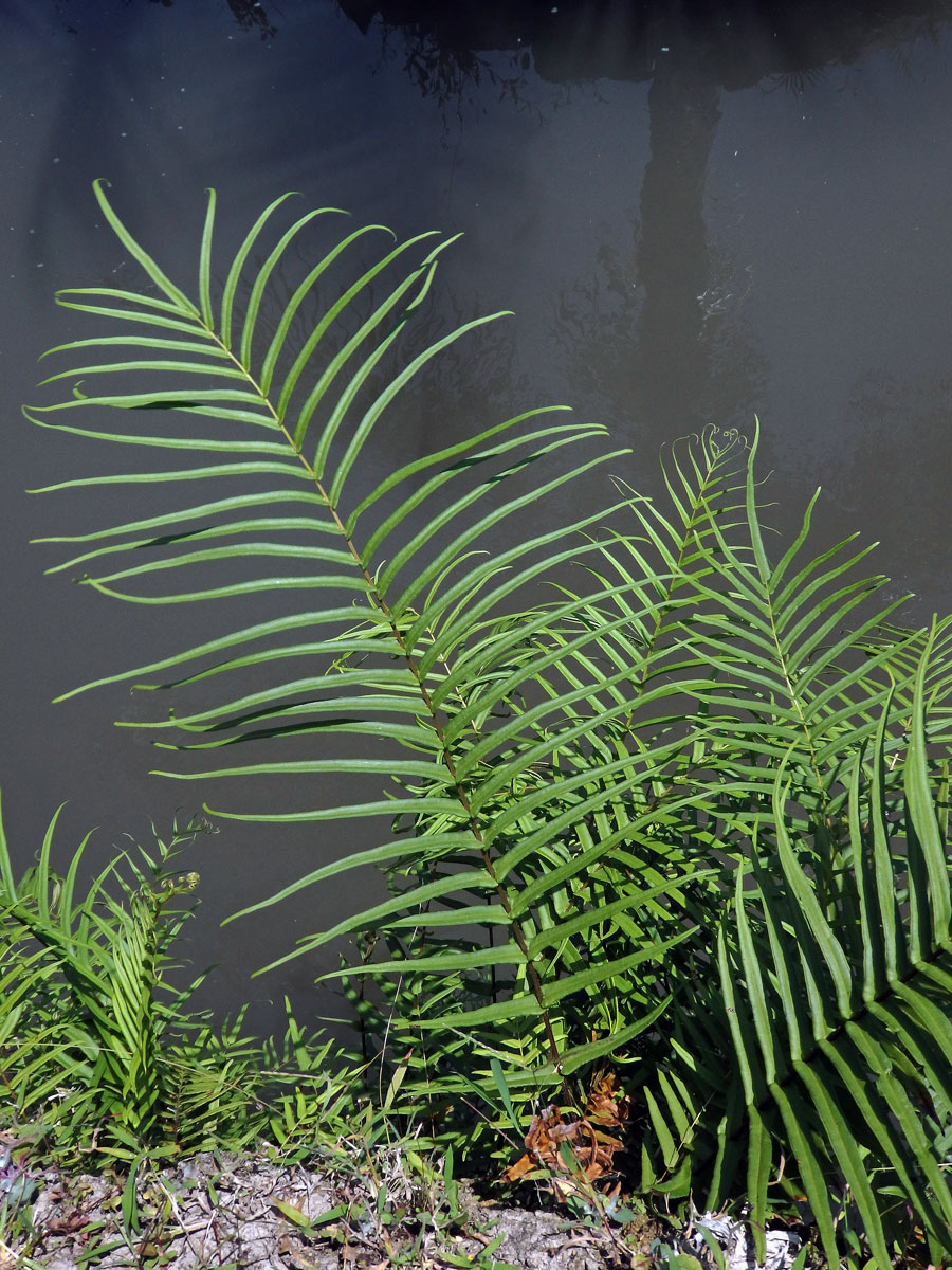 Křídelnice (Pteris vittata L.)