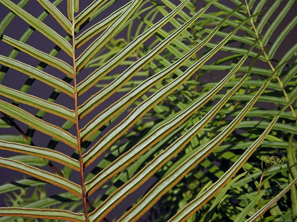 Křídelnice (Pteris vittata L.)