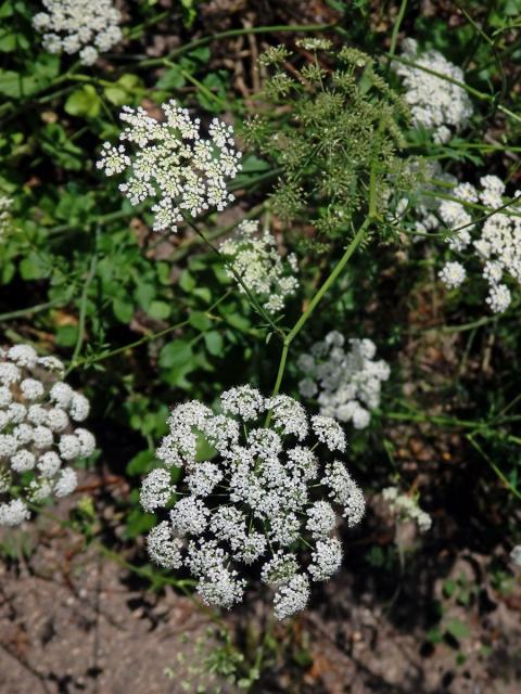 Bedrník cizí (Pimpinella peregrina L.)