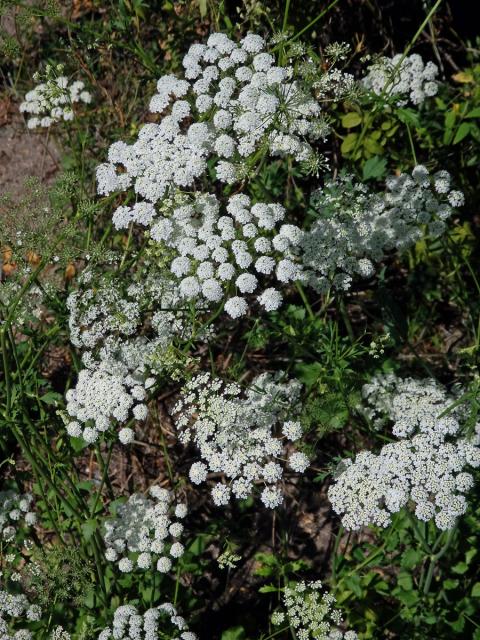 Bedrník cizí (Pimpinella peregrina L.)