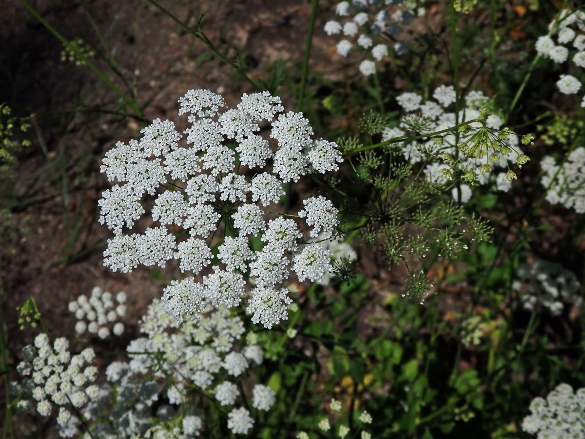 Bedrník cizí (Pimpinella peregrina L.)