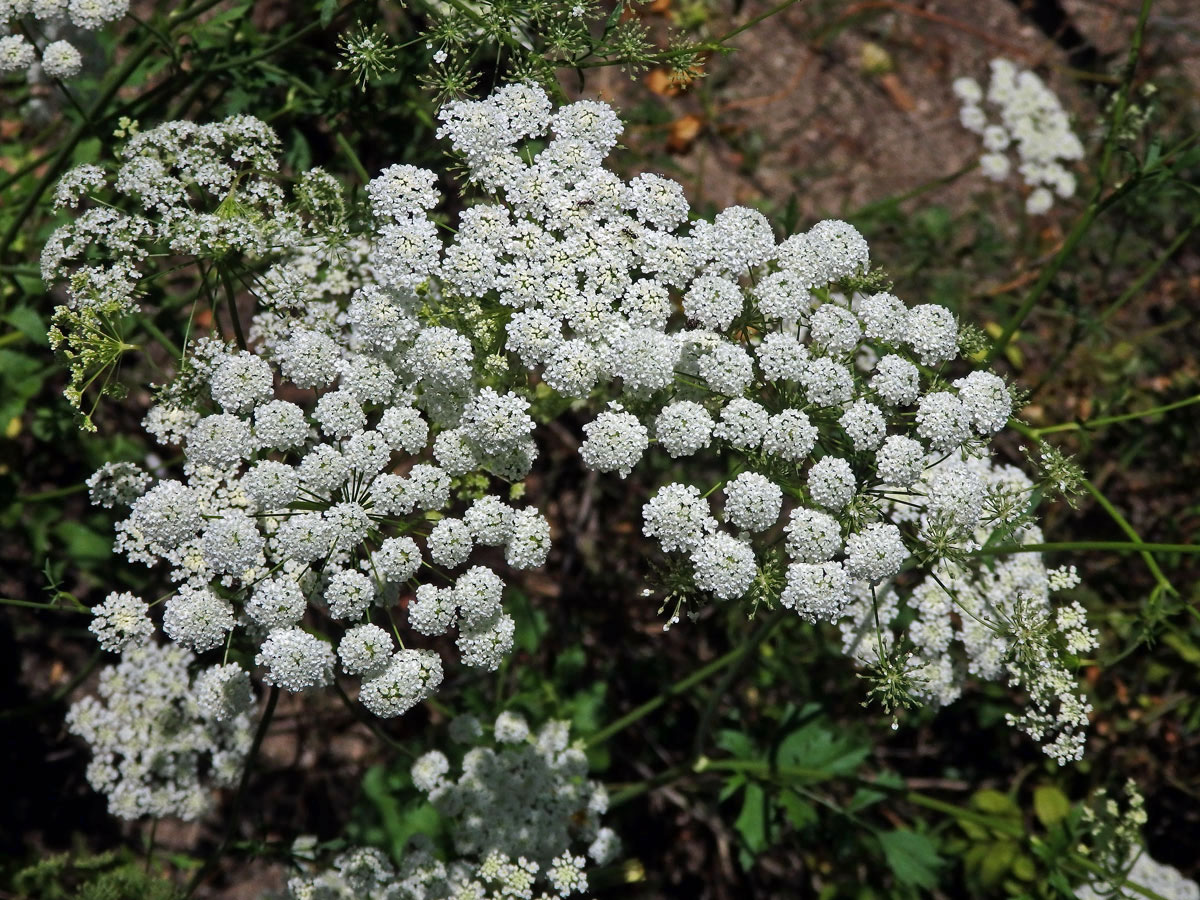 Bedrník cizí (Pimpinella peregrina L.)