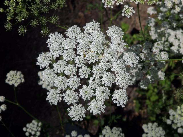 Bedrník cizí (Pimpinella peregrina L.)