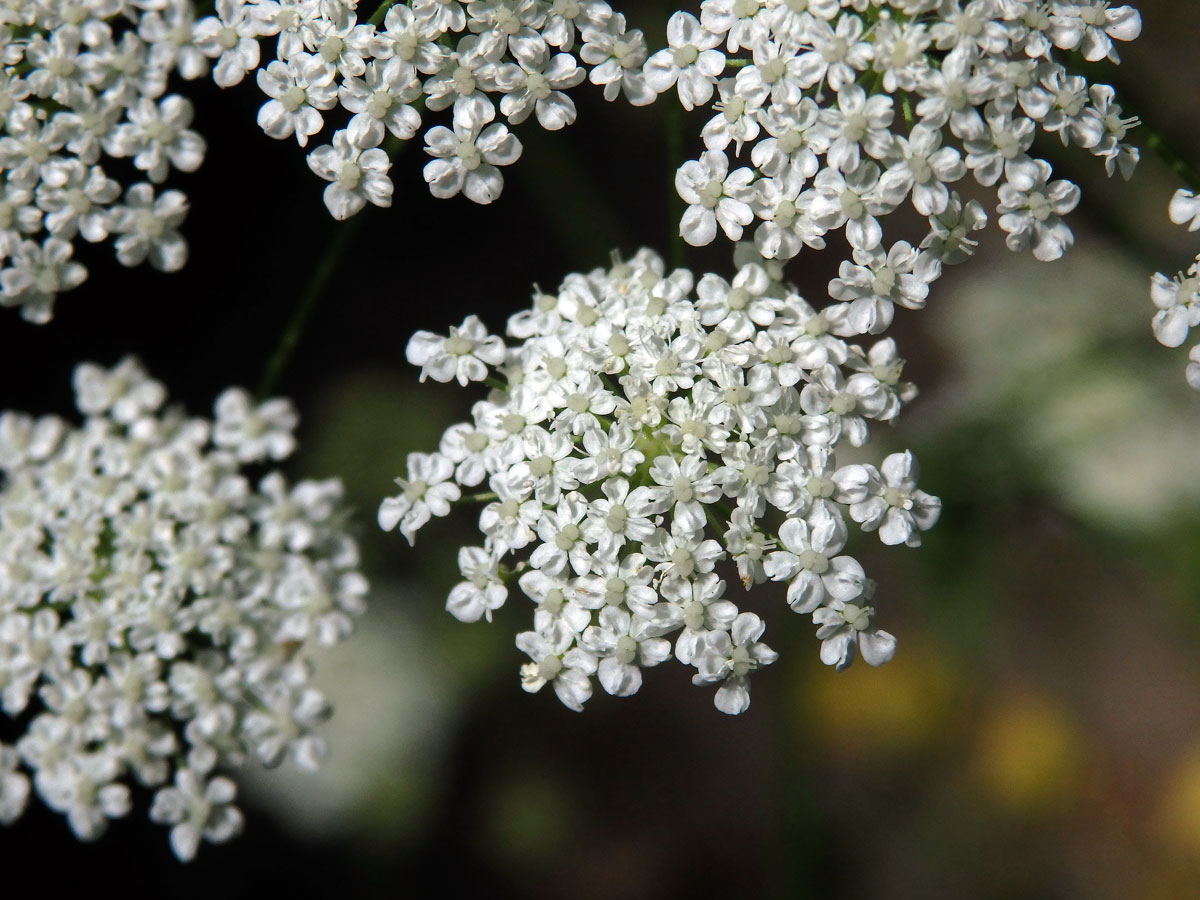 Bedrník cizí (Pimpinella peregrina L.)