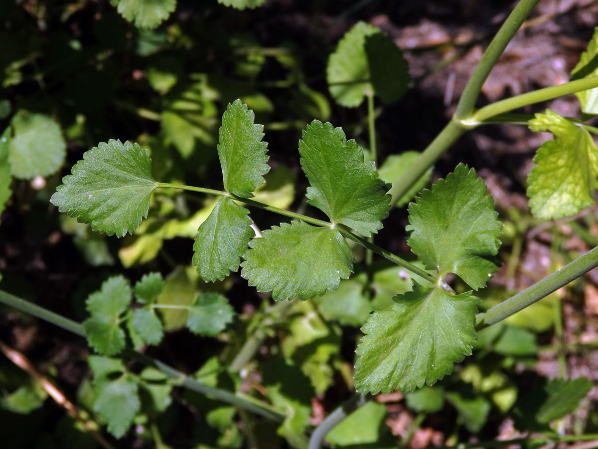 Bedrník cizí (Pimpinella peregrina L.)