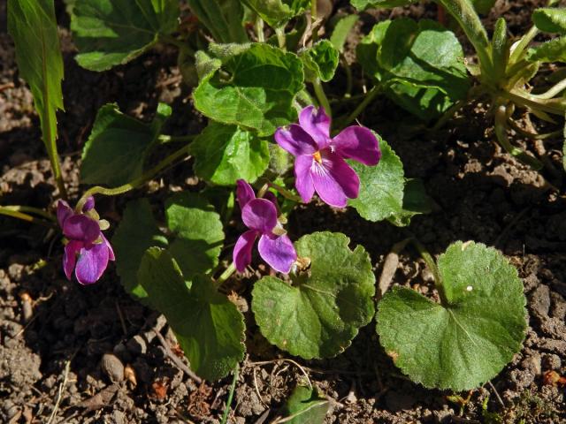 Violka vonná (Viola odorata L.) s růžovými květy