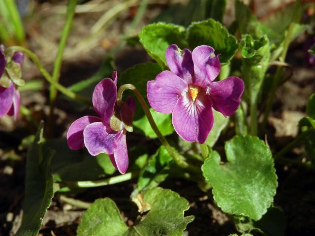 Violka vonná (Viola odorata L.) s růžovými květy