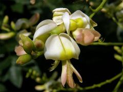 Jerlín japonský (Sophora japonica L.)