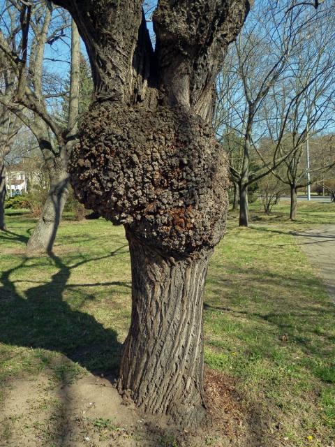 Lípa velkolistá (Tilia platyphyllos Scop.) (55a) s nádorem na kmeni