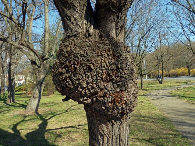 Lípa velkolistá (Tilia platyphyllos Scop.) (55b) s nádorem na kmeni