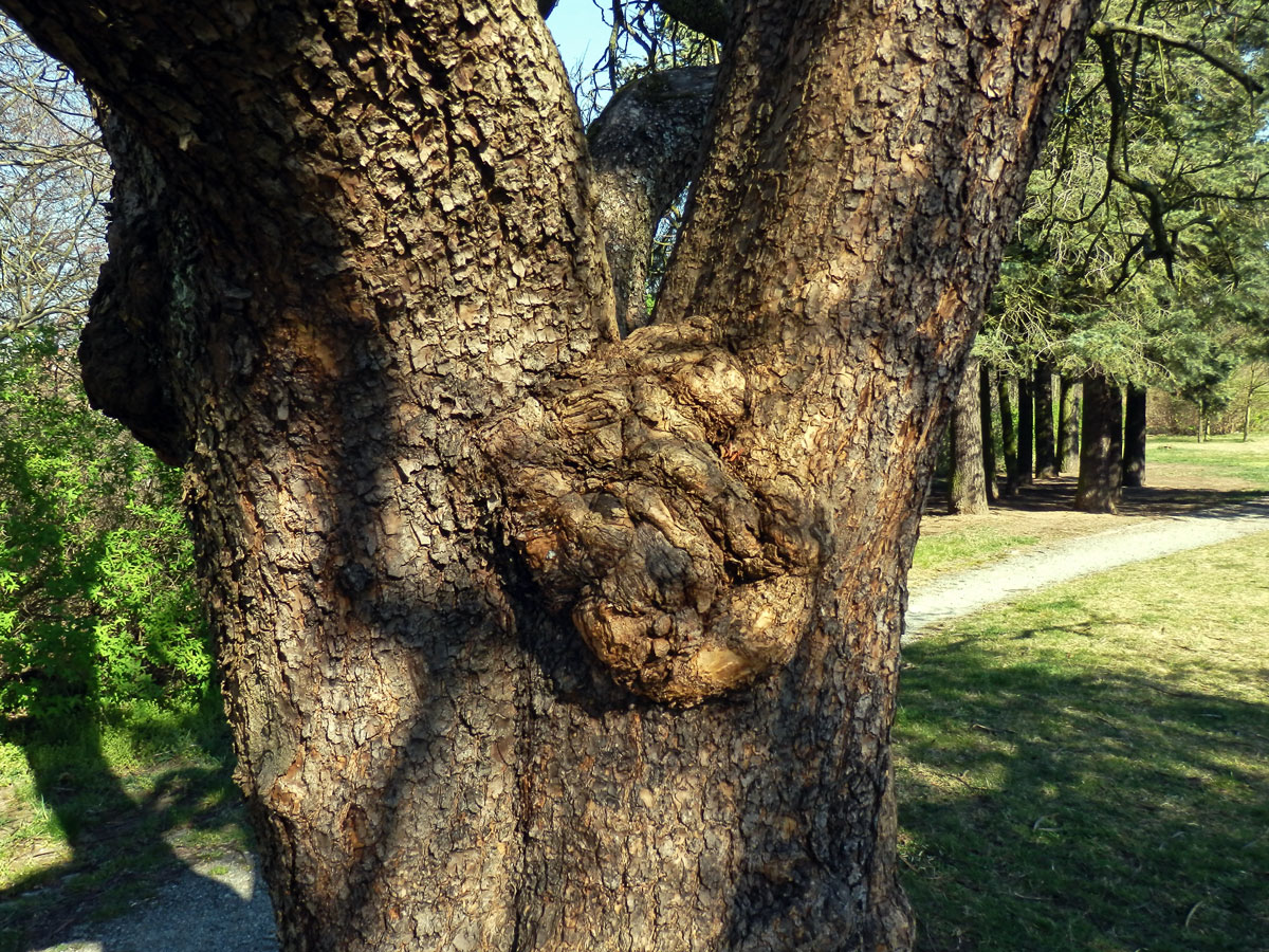 Katalpa trubačovitá(Catalpa bignonioides Walt.) s nádory na kmeni (2)