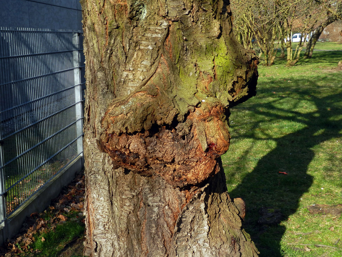 Sakura ozdobná (Prunus serrulata Lindl) (59a) s nádorem na kmeni