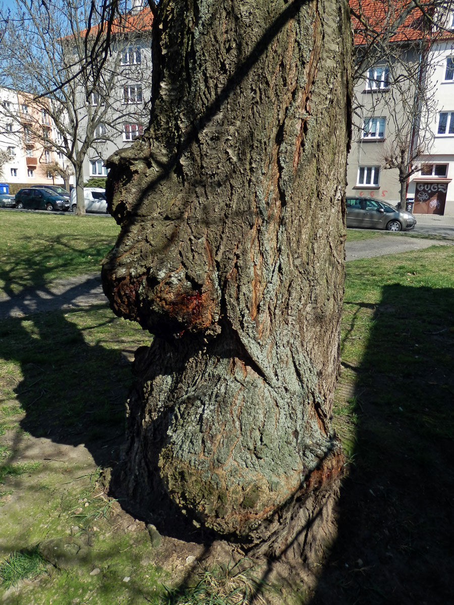 Sakura ozdobná (Prunus serrulata Lindl) (59b) s nádorem na kmeni