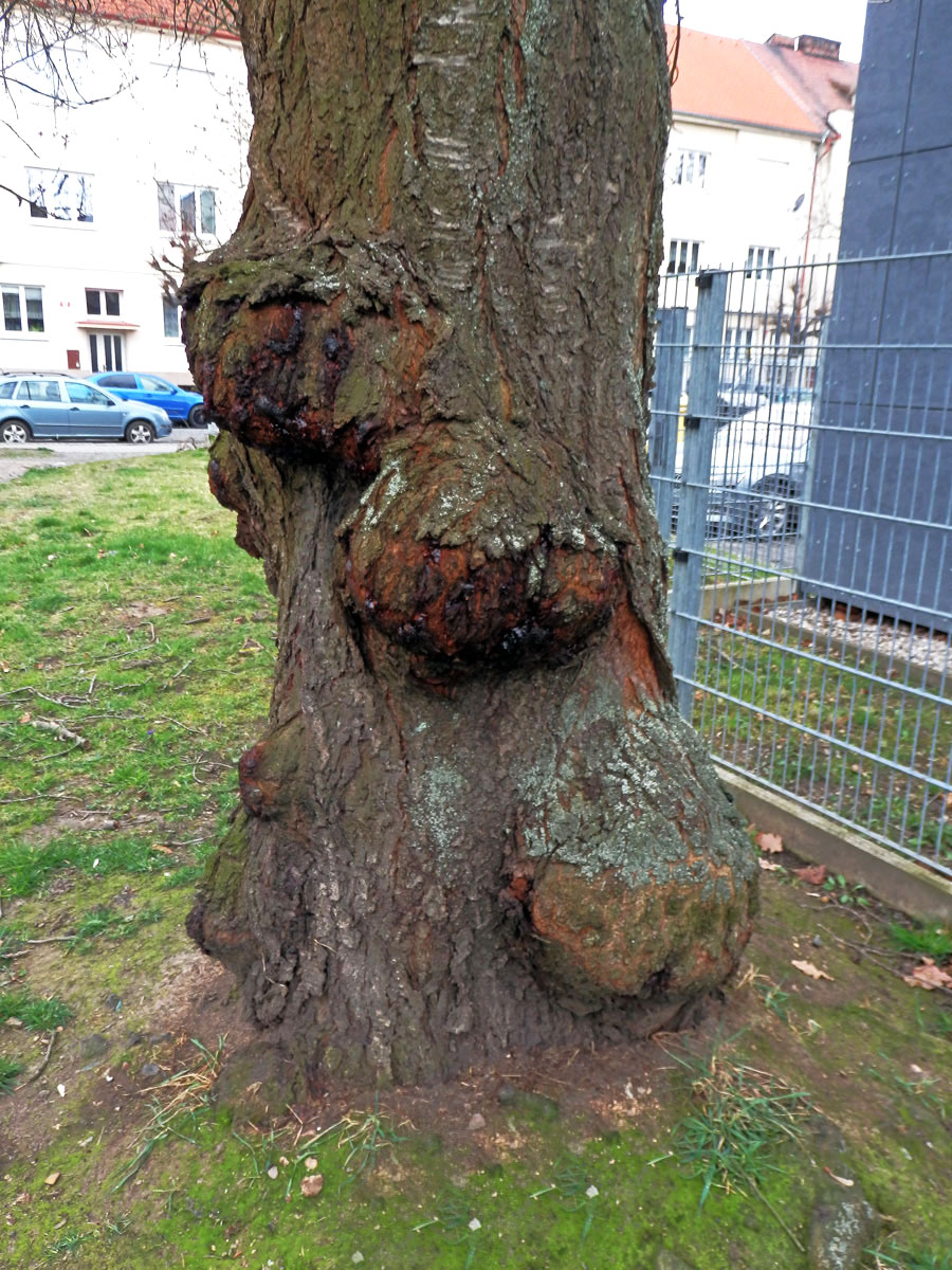 Sakura ozdobná (Prunus serrulata Lindl) (59d) s nádorem na kmeni