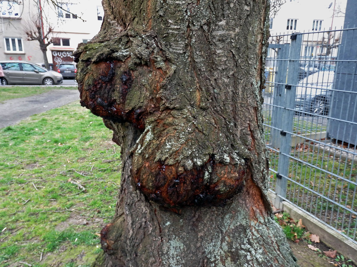 Sakura ozdobná (Prunus serrulata Lindl) (59e) s nádorem na kmeni