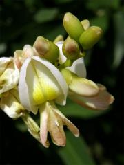 Jerlín japonský (Sophora japonica L.)