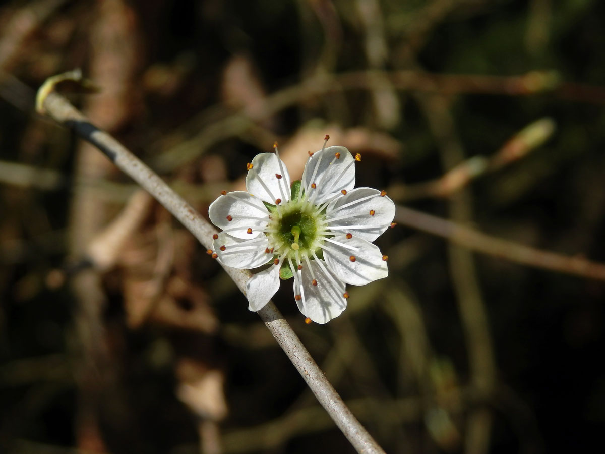 Trnka obecná (Prunus spinosa L.), osmičetný květ (3)