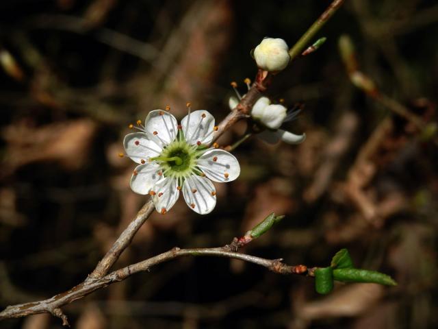 Trnka obecná (Prunus spinosa L.), sedmičetný květ (12)