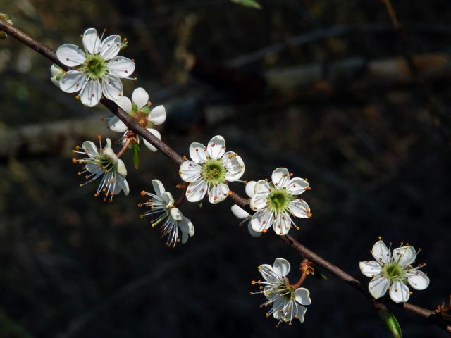 Trnka obecná (Prunus spinosa L.), vícečetné květy (8)