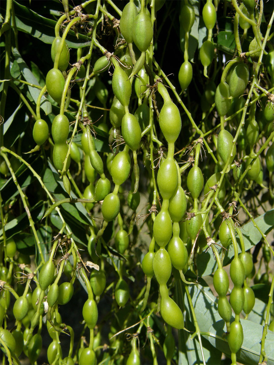 Jerlín japonský (Sophora japonica L.)