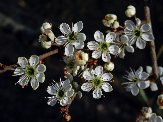 Trnka obecná (Prunus spinosa L.), vícečetné květy (9)