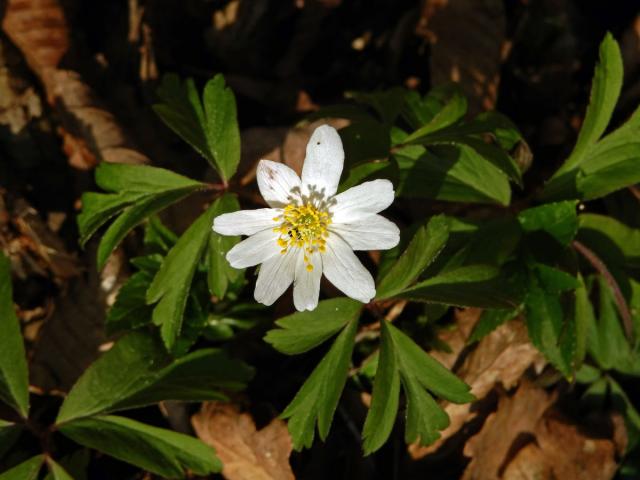 Sasanka hajní (Anemone nemorosa L.) - devítičetný květ (12)