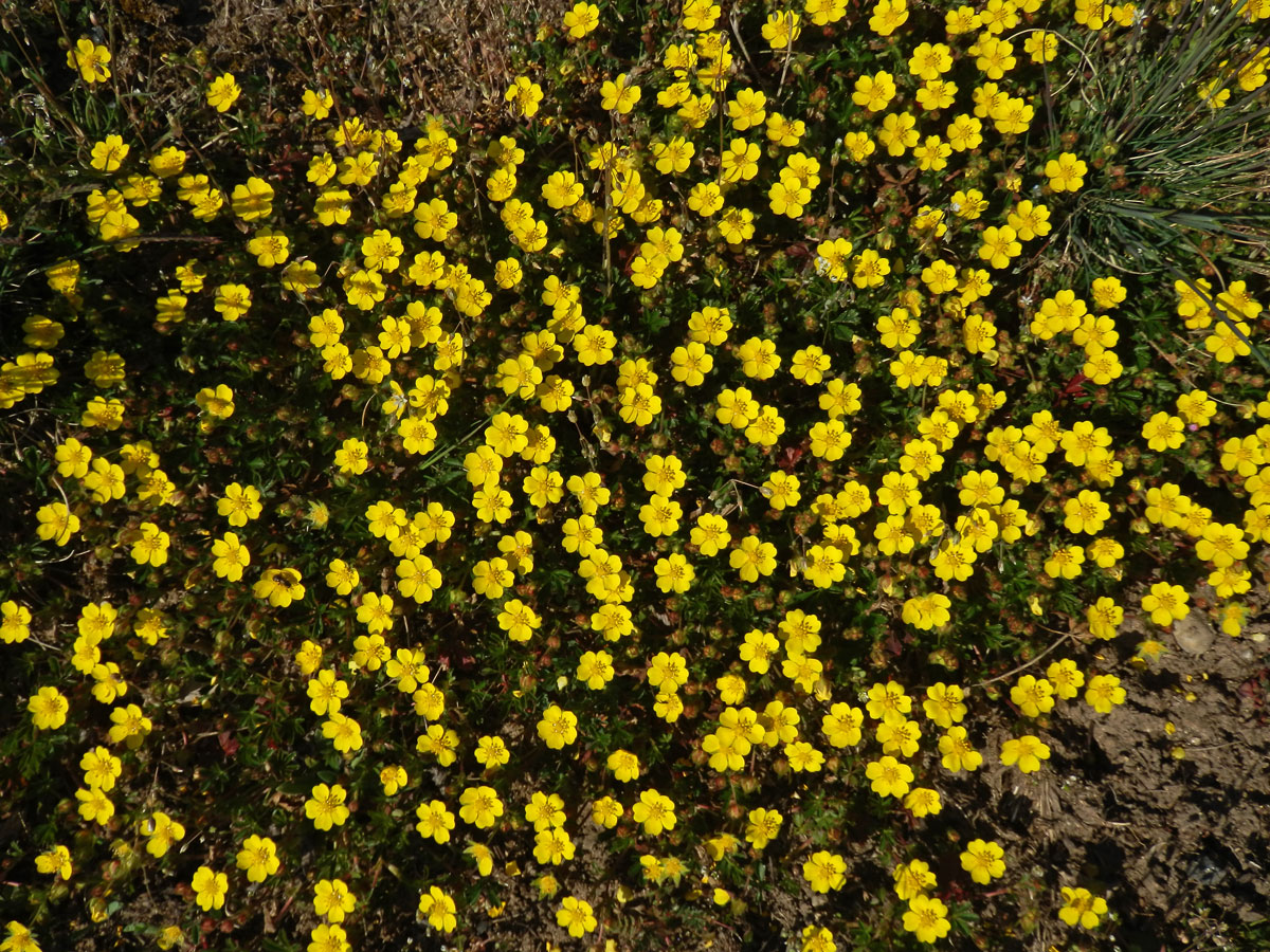 Mochna jarní (Potentilla tabernaemontani Aschers.)