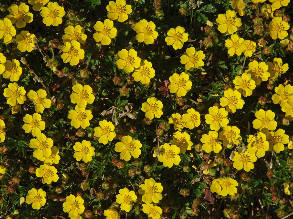 Mochna jarní (Potentilla tabernaemontani Aschers.)