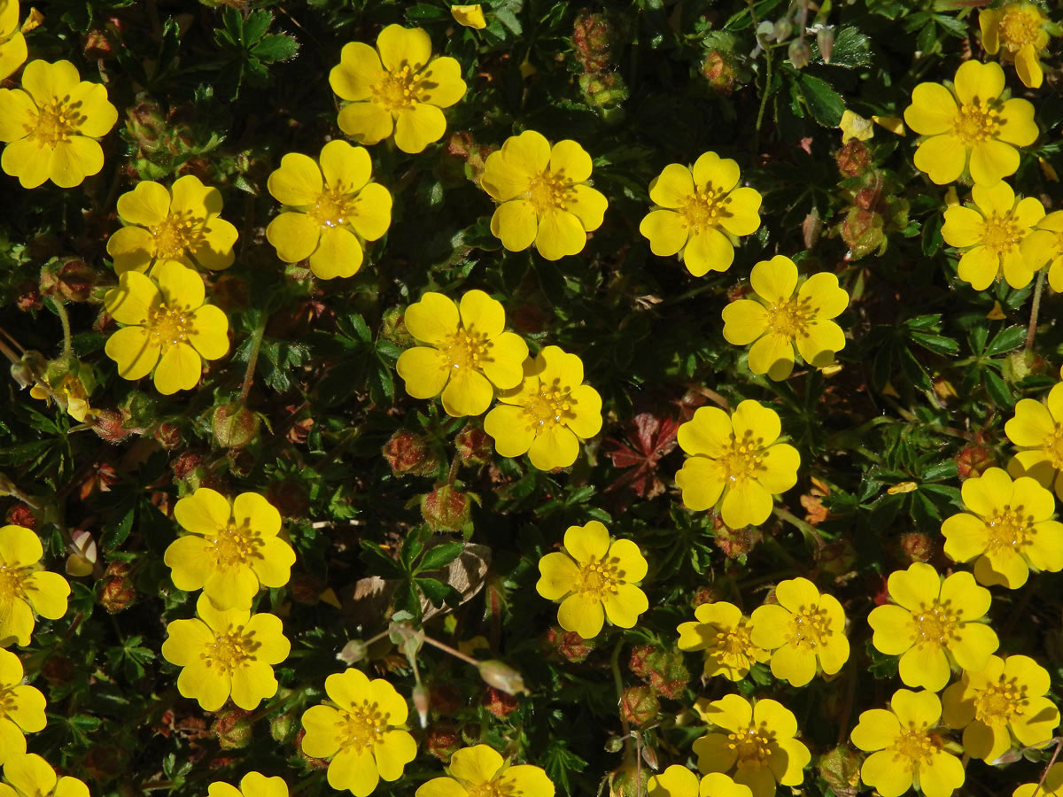 Mochna jarní (Potentilla tabernaemontani Aschers.)