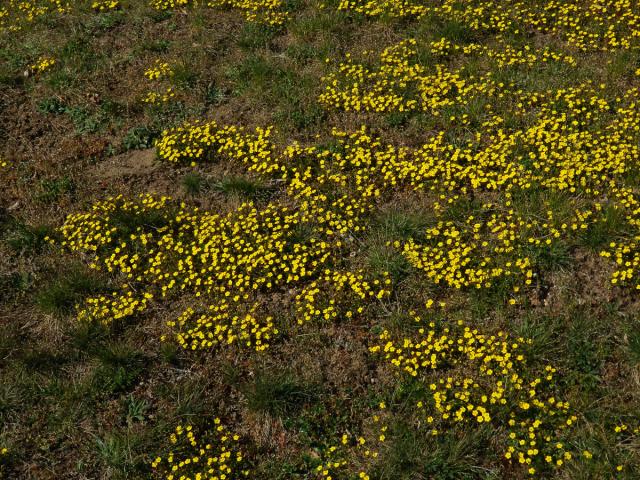 Mochna jarní (Potentilla tabernaemontani Aschers.)