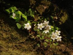 Šťavel kyselý (Oxalis acetosella L.)