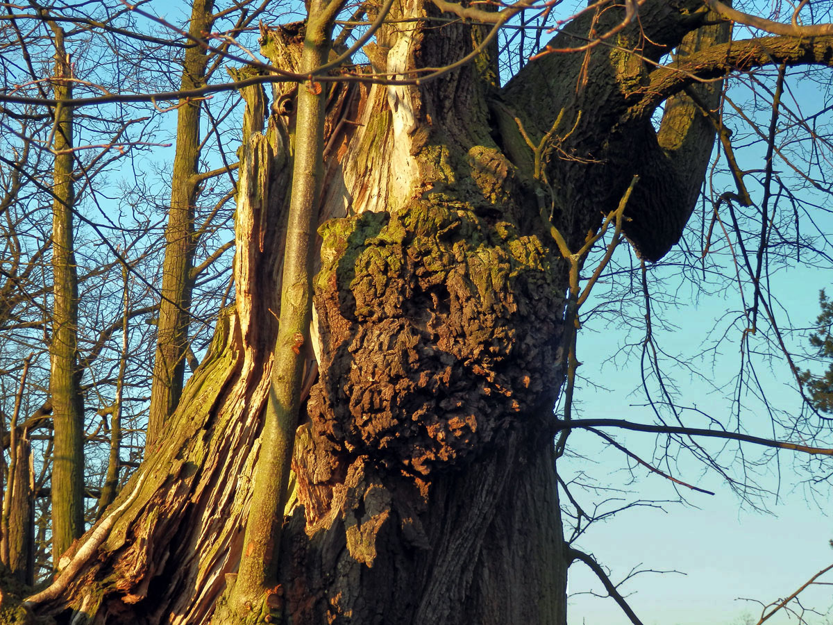 Lípa velkolistá (Tilia platyphyllos Scop.) (56) s nádorem na kmeni