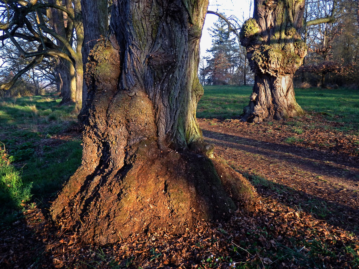 Lípa velkolistá (Tilia platyphyllos Scop.) (51b) s nádorem na kmeni