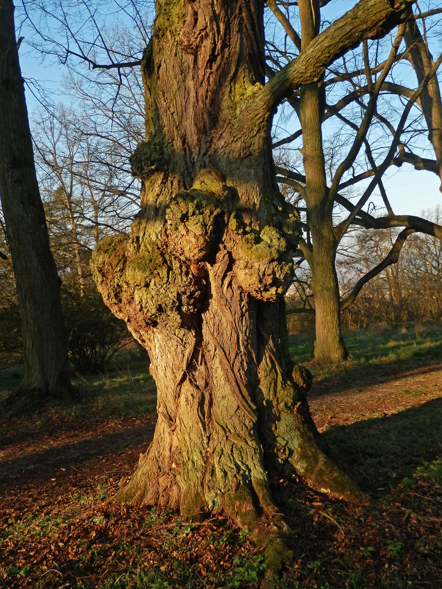 Lípa velkolistá (Tilia platyphyllos Scop.) (52g) s nádorem na kmeni