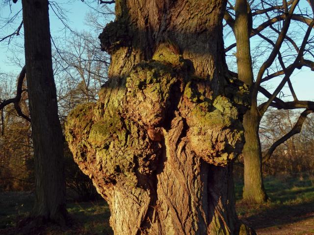 Lípa velkolistá (Tilia platyphyllos Scop.) (52h) s nádorem na kmeni