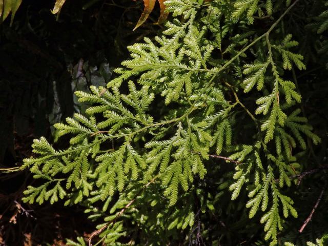 Plavuň (Lycopodium volubile G. Forst.)