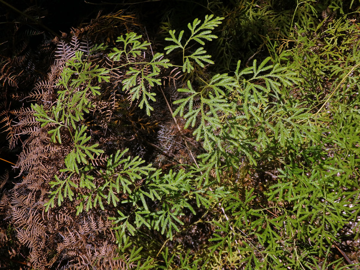 Plavuň (Lycopodium volubile G. Forst.)