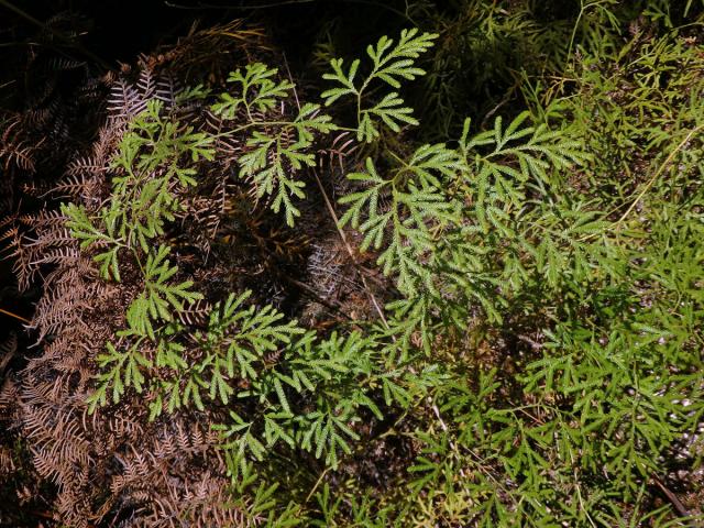 Plavuň (Lycopodium volubile G. Forst.)