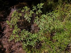 Plavuň (Lycopodium volubile G. Forst.)