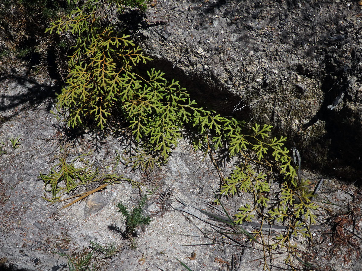 Plavuň (Lycopodium volubile G. Forst.)