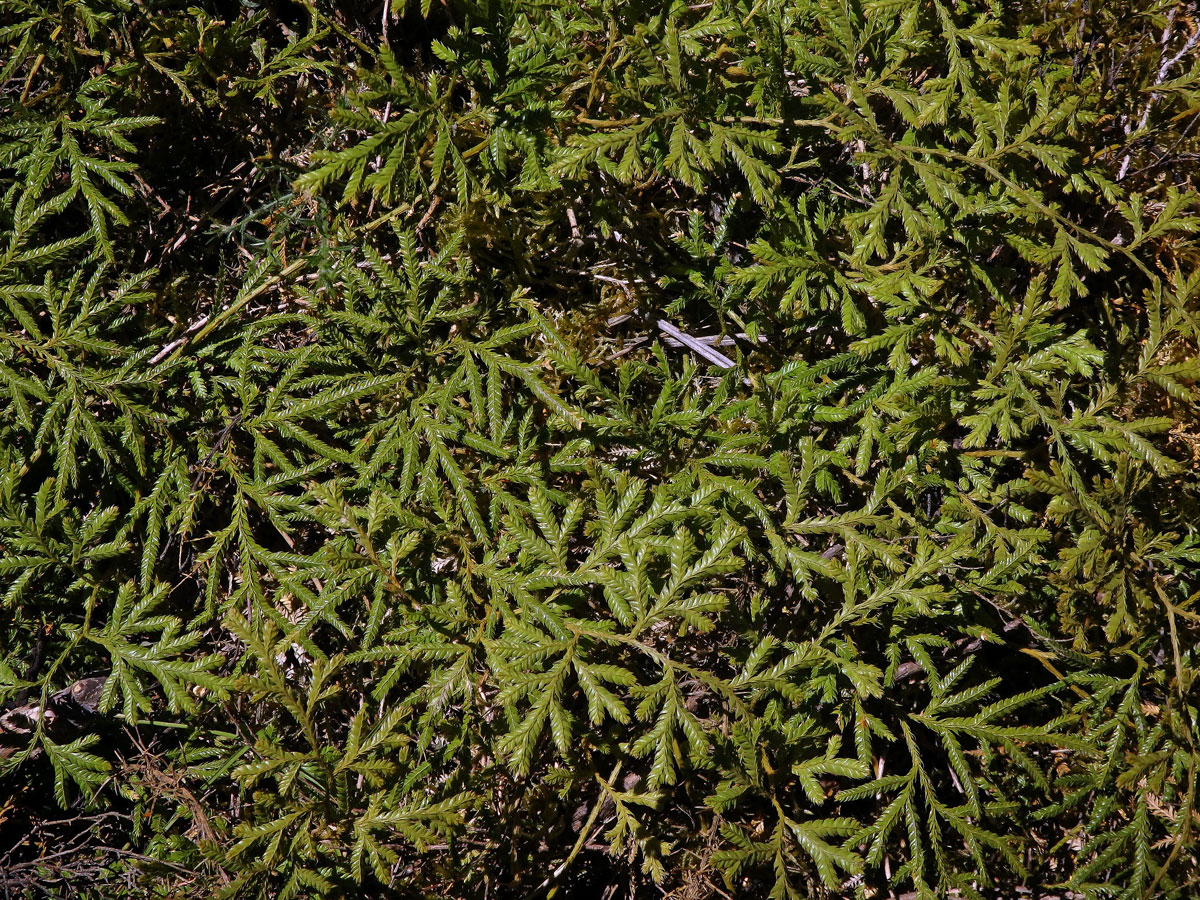 Plavuň (Lycopodium volubile G. Forst.)