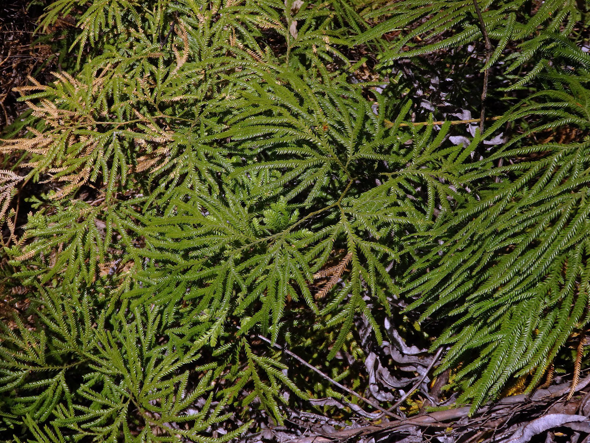 Plavuň (Lycopodium volubile G. Forst.)