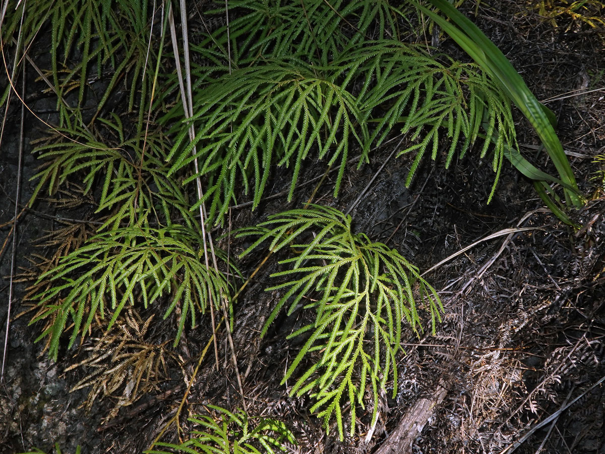 Plavuň (Lycopodium volubile G. Forst.)