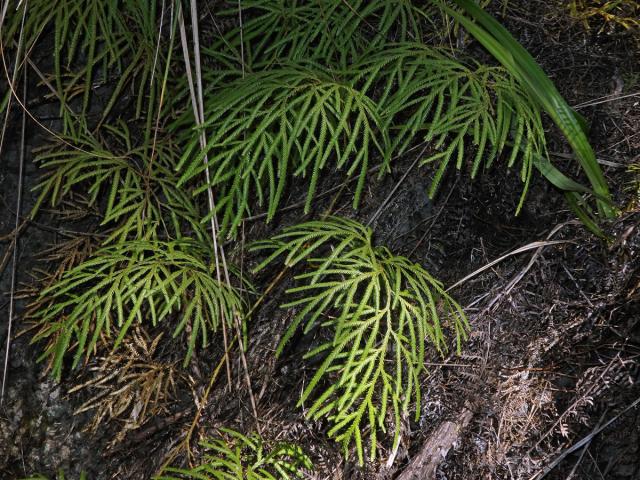 Plavuň (Lycopodium volubile G. Forst.)